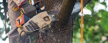 Professional Tree Care  in Sandy Valley, NV