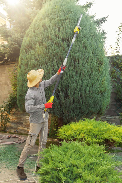 Lawn Grading and Leveling in Sandy Valley, NV